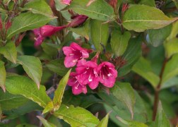 Weigela Bristol Ruby / Rózsalonc piros virágú